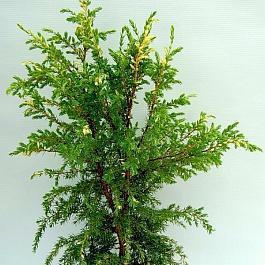 Можжевельник Hibernica Variegata
