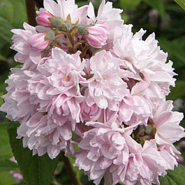 Дейция гибридная Пинк Пом-Пом