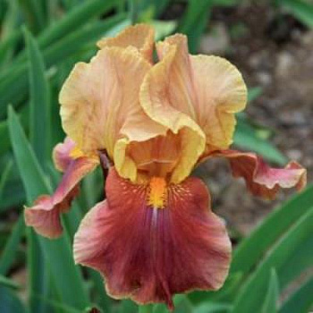 Ирис бородатый Пенни Лавэ