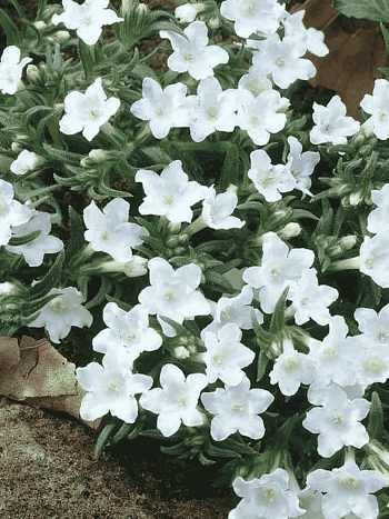 Литодора раскидистая White