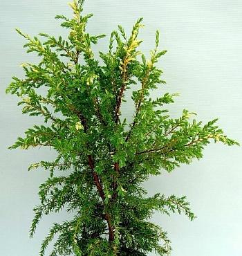Можжевельник Hibernica Variegata