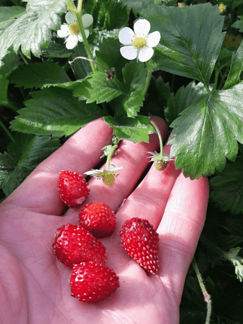 Земляника альпийская Руяна