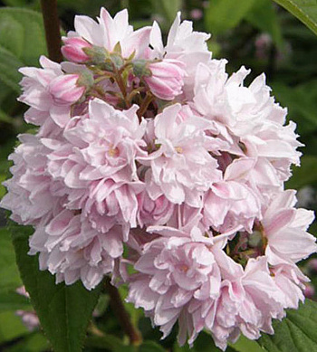 Дейция гибридная Пинк Пом-Пом