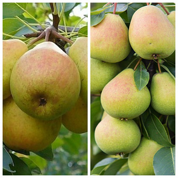 Дерево-сад (2-3х летка) груша 2 сорта Просто Мария-Чижовская Дерево-сад (2-3х летка) груша 2 сорта Просто Мария-Чижовская