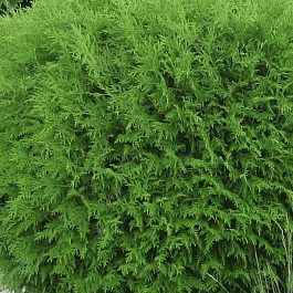 Туя западная Globosa Compacta