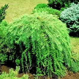 Лиственница японская Пендула