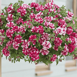 Петуния  Tumbelina Cherry ripple кашпо