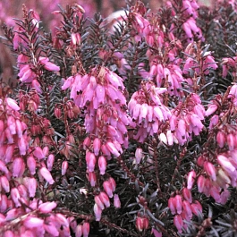 Эрика дарленская Wintersonne