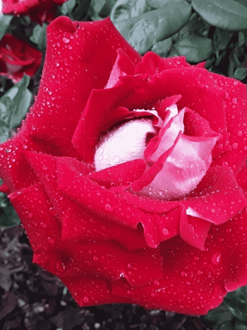 Роза штамбовая Alliance