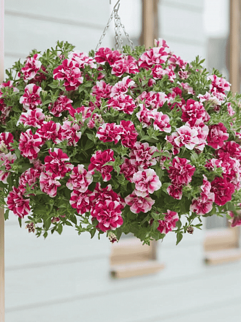 Петуния  Tumbelina Cherry ripple кашпо