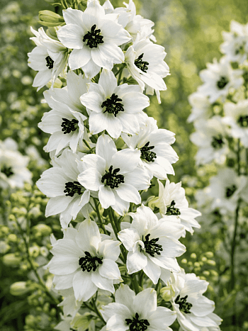 Дельфиниум Magic Fountain  White