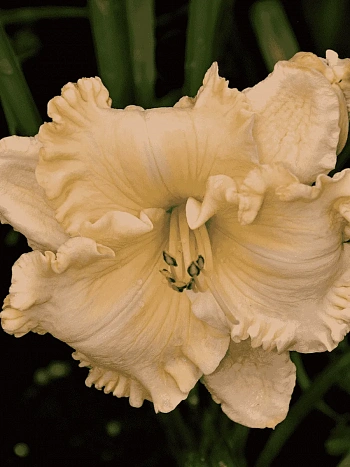 Лилейник Enchanted Forest