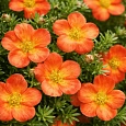 Лапчатка кустарниковая Orange Star