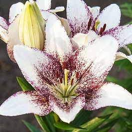 Лилия ЛА-гибрид Свит Дзаника НАБОР 2ШТ (2+2)