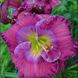 Лилейник гибридный Лавендер Блу Бэби НАБОР 2ШТ (1+1)