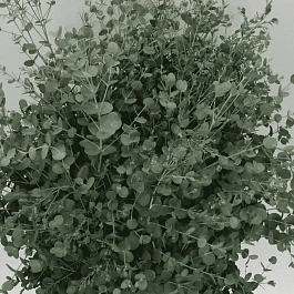 Эвкалипт Ганна Silver Tropfen