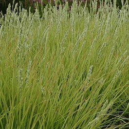 Молиния тростниковая Bergfreund