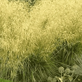 Щучка дернистая Gold Tau