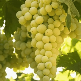 Виноград культурный Солярис