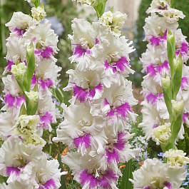 Гладиолус гофрированный Вайлет Харт