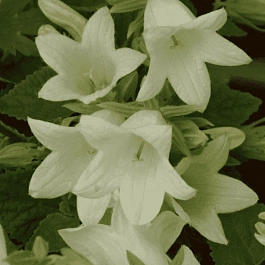 Колокольчик бледноохряный Mrs van Vollenhoven