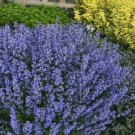 Котовник Фассена Purrsian Blue