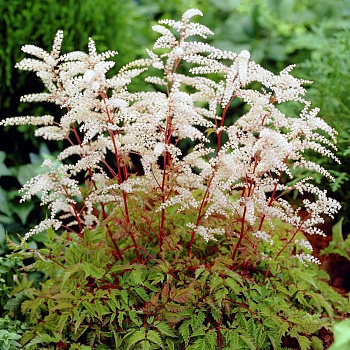 Волжанка двудомная Горацио