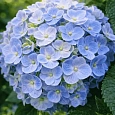 Гортензия крупнолистная Forever and ever Blue