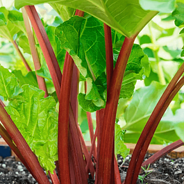 Ревень  Goliath