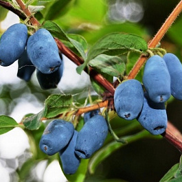 Жимолость съедобная Синичка