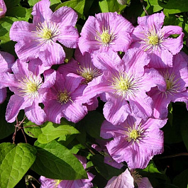 Клематис крупноцветковый Комтис де Бушо
