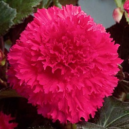 Бегония Клубневая Fimbriata Pink