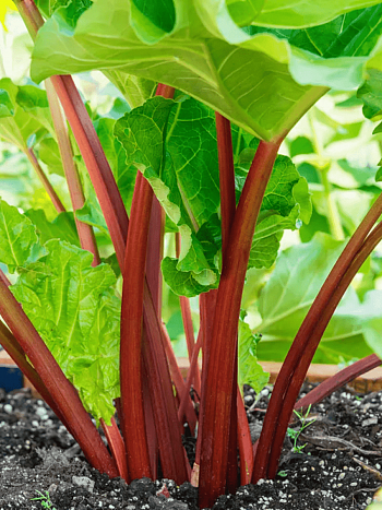 Ревень  Goliath