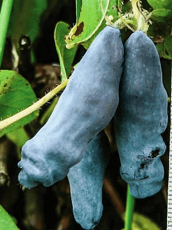 Жимолость плодовая Снегирь