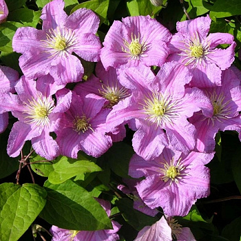 Клематис крупноцветковый Комтис де Бушо
