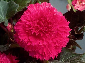 Бегония Клубневая Fimbriata Pink