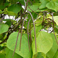 Катальпа Фаргеза f. duclouxii 