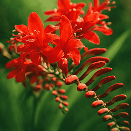 Крокосмия Lucifer