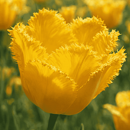 Тюльпан Crystal Star