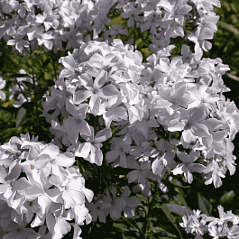 Флокс метельчатый Морская пена