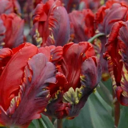 Тюльпан Rococo