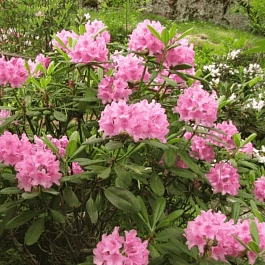 Рододендрон гибридный Helsinki University