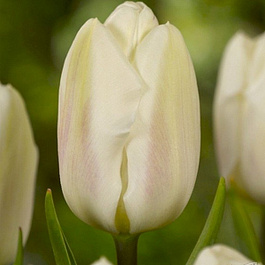 Тюльпан Триумф Крем Флаг НАБОР 2ШТ (10+10)