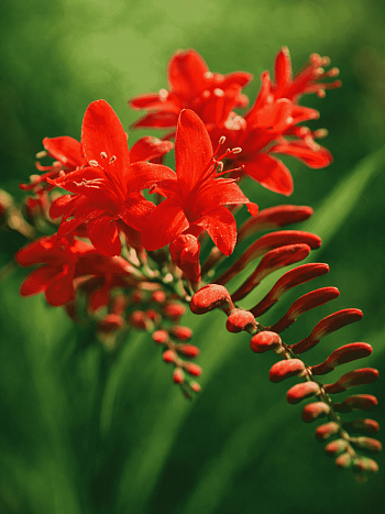 Крокосмия Lucifer