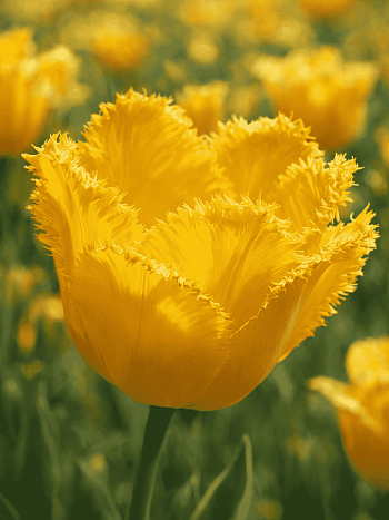 Тюльпан Crystal Star