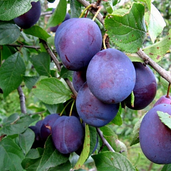 Слива Ночка