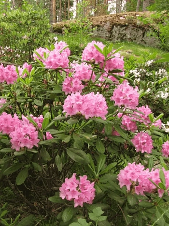 Рододендрон гибридный Helsinki University