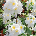 Азалия крупноцветковая Schneekopfchen