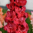 Гладиолус Tango