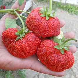 Земляника садовая Богота